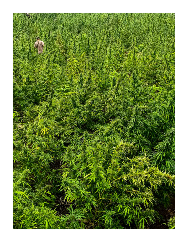 O apanhador nos campos de prensado - Imagem 2